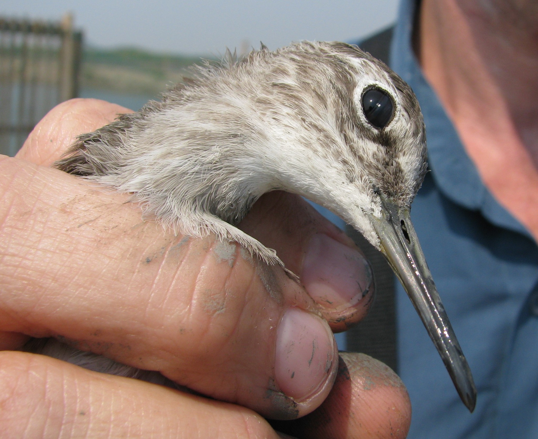 Wood Sandpiper
