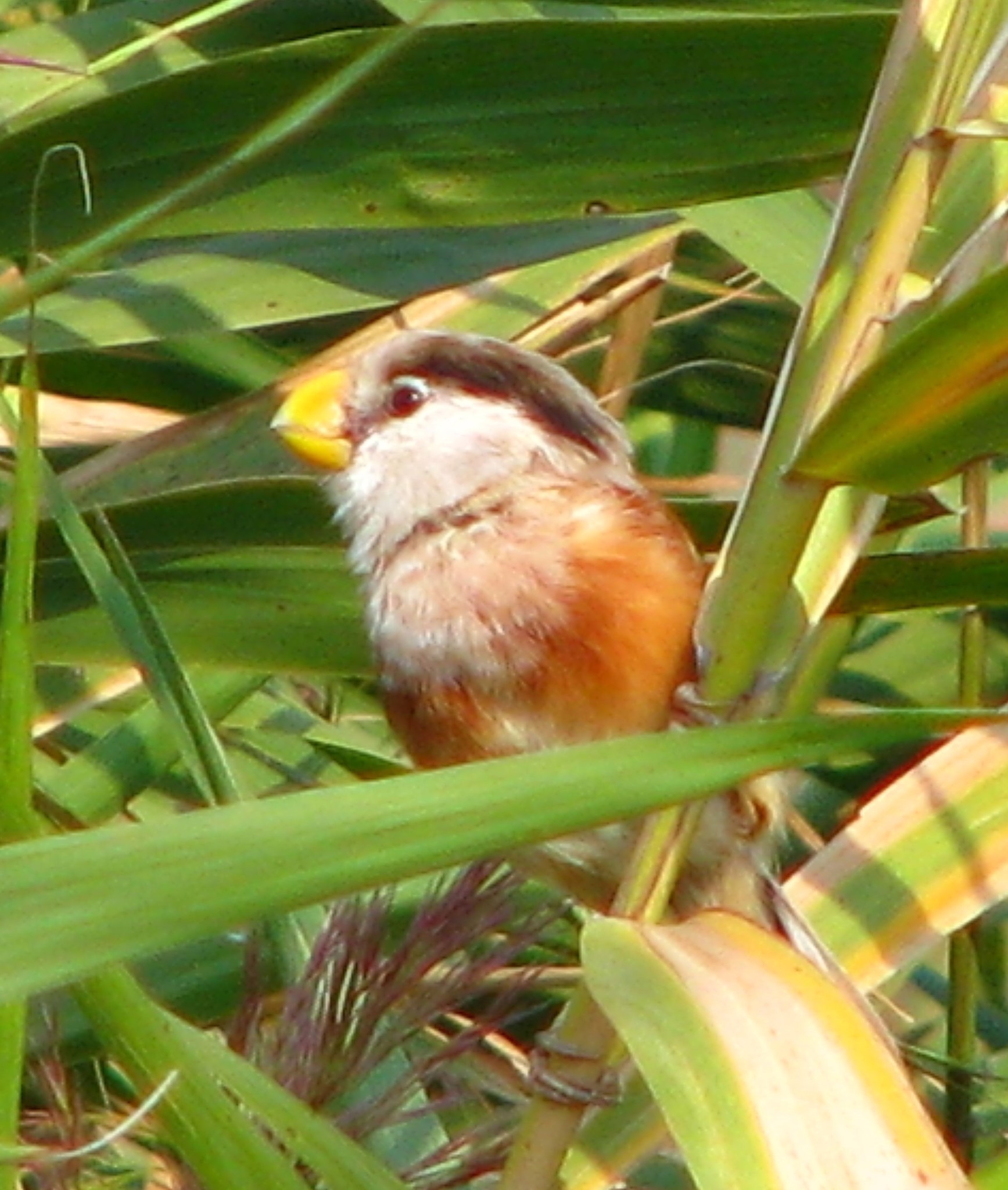 Reed Parrotbill