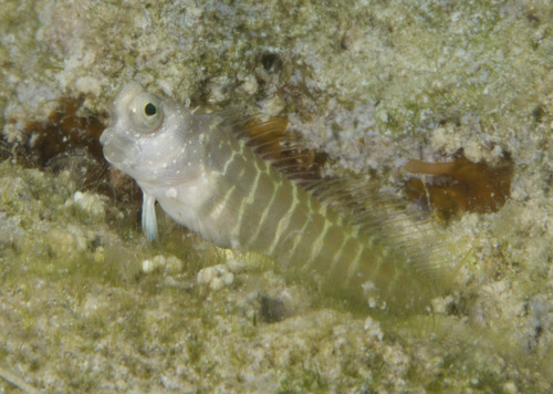 Salarias segmentatus observed 2026-03-08