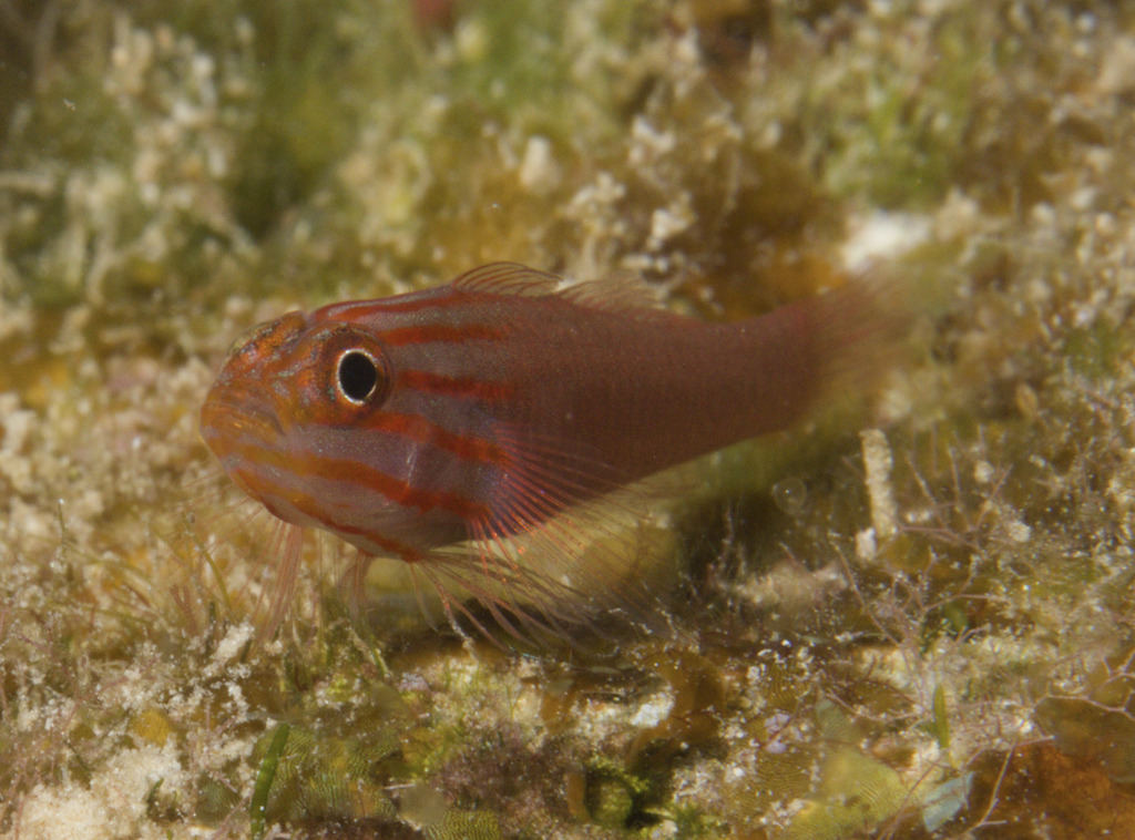 Redlined pygmy goby (Trimma striatum) — Gobiidae