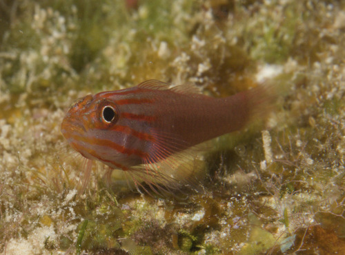 Redlined pygmy goby (Trimma striatum) — Gobiidae