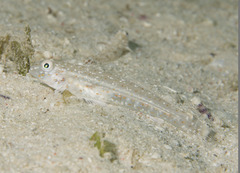 Hole Goby photo 4