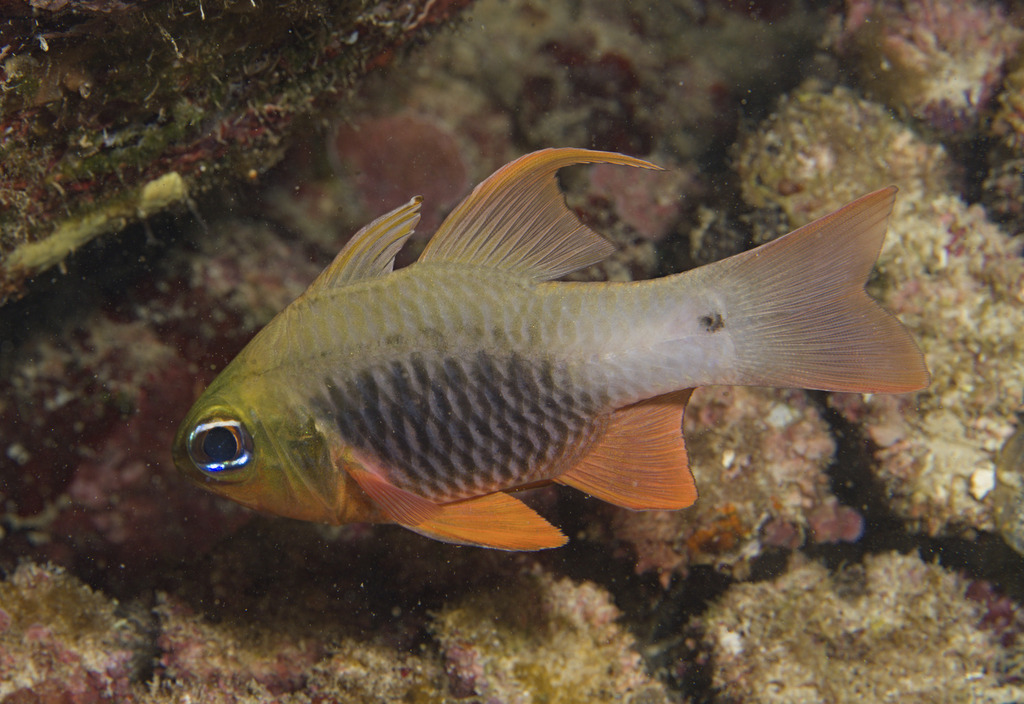 Griffin's cardinalfish (Ostorhinchus griffini) — Apogonidae