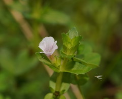 Gratiola peruviana