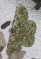 Aeolochroma hypochromaria