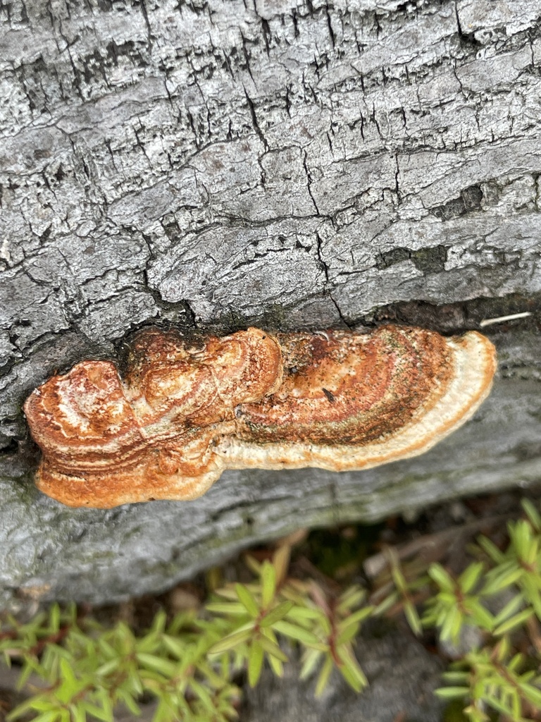 Trametes coccinea · March 2026 · photo: © lisa_bennett (iNaturalist, cc-by)