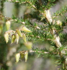 Aspalathus corrudifolia