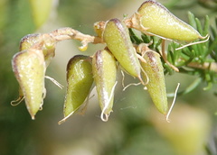 Aspalathus corrudifolia