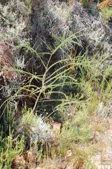 Aspalathus corrudifolia