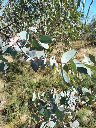 Eucalyptus perriniana, 2026-03-12