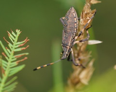 Amorbini