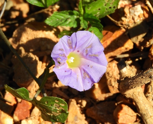 Image of Ipomoea meyeri by (c) Francisco Farriols Sarabia, some rights reserved (CC BY)