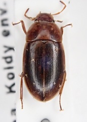 Helochares obscurus