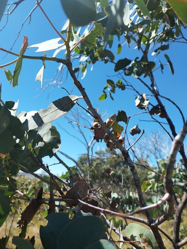 Eucalyptus perriniana, 2026-03-12