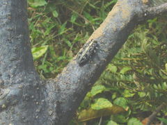 Chrysobothris acutipennis