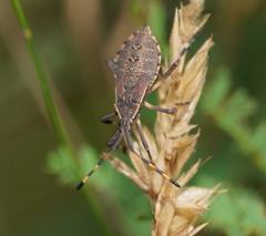 Amorbini