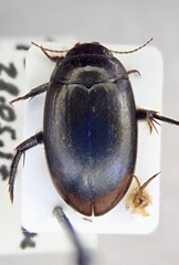 Agabus bipustulatus