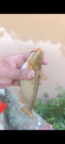 Singing catfish (Trachelyopterus striatulus) — Auchenipteridae — 3