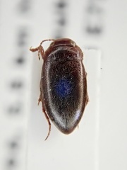 Hydroporus angustatus