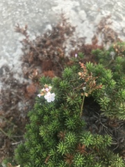 Limonium kraussianum