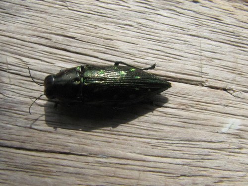 Halecia auropunctata · iNaturalist