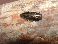 Chrysobothris acutipennis