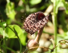 Aristolochia taliscana