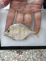 Imposter Trevally photo 2
