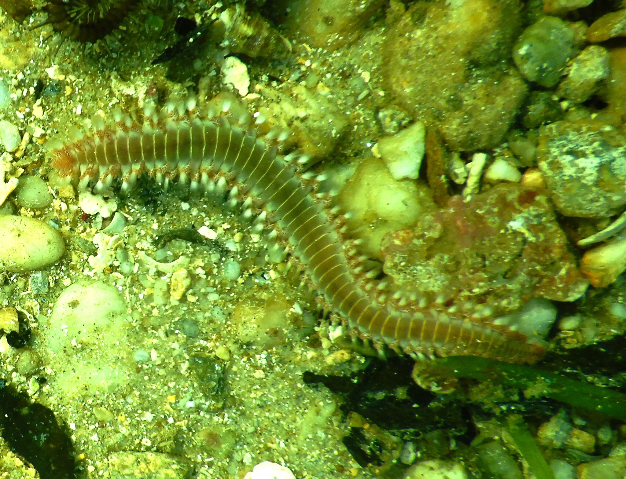 Hermodice carunculata (Pallas, 1766)