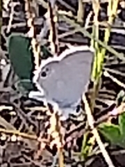 Leptotes marina