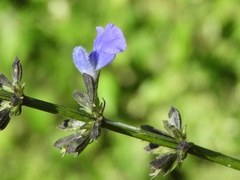 Salvia languidula