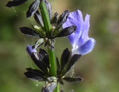 Salvia languidula