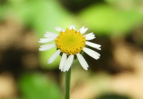Galinsogeopsis spilanthoides, photograph 5