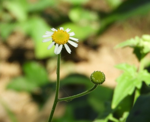 Galinsogeopsis spilanthoides, photograph 6