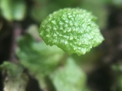 Cryptomitrium tenerum