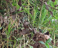 Chlorostilbon melanorhynchus