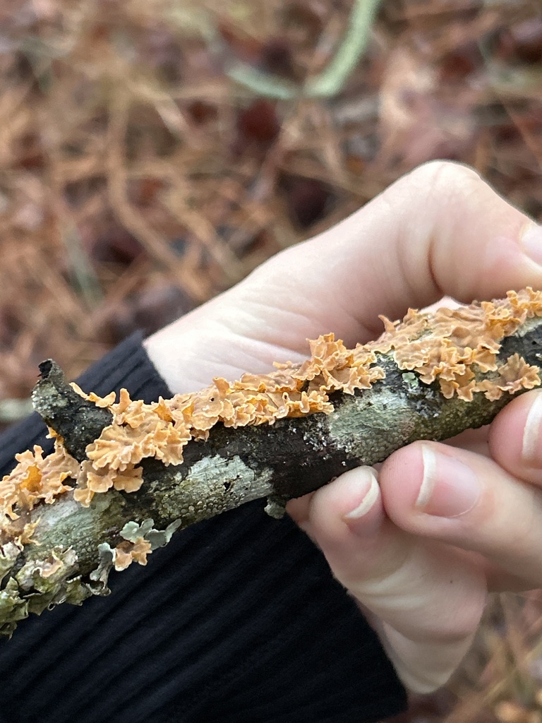 Stereum complicatum · February 2026 · photo: © jdonahue (iNaturalist, cc-by)