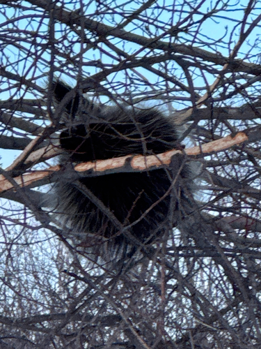 North American Porcupine