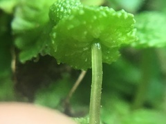 Cryptomitrium tenerum