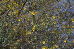 Fremontodendron californicum