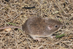 Heteromys irroratus