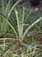 Asphodelus cerasiferus