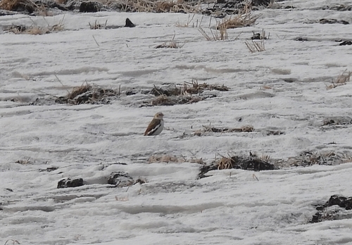 Snow Bunting