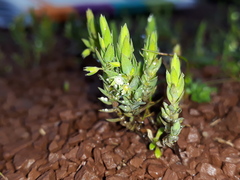Lysimachia linum-stellatum