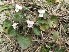 Viola alba alba