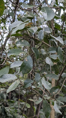 Entada tonkinensis iNat (2)