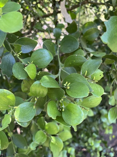 Broad Leaved Native Cherry