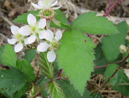 Hedgehog Bramble (Rubus echinatus)
