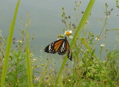 Danaus melanippus hegesippus