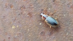 Tanystoma maculicolle